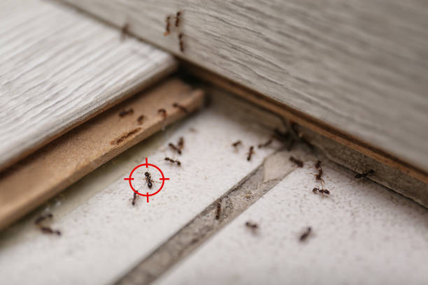 Best Best Pest Control Companies  in Pendleton, OR