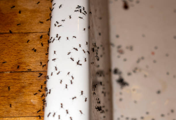 Spider Control Near Me in Pendleton, OR